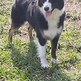 Australian Shepherd All Grown Up from Marion Lutz