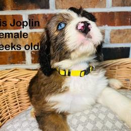 Janis Joplin - Tri-color Bernedoodle puppy in Branson West, Missouri from Ozark Acres LLC