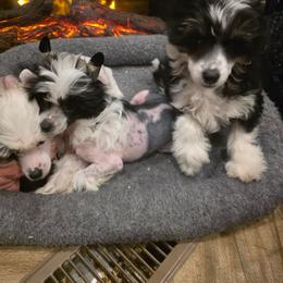 Max - Black and white male Chinese Crested puppy in Utah from Mlee puppies