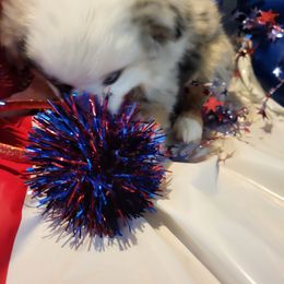 Miniature Australian Shepherd and Toy Australian Shepherd Puppies from Stoney Brook Aussies