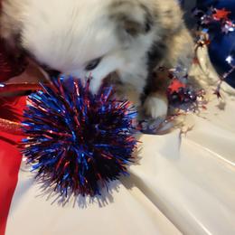 Miniature Australian Shepherd and Toy Australian Shepherd Puppies from Stoney Brook Aussies