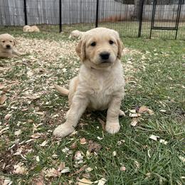 Golden Retriever Puppies from O’Shields Golden Paws
