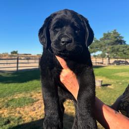 Labrador Retriever Puppies from Blue Line Labradors