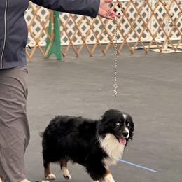 Gatlin - Miniature Australian Shepherd