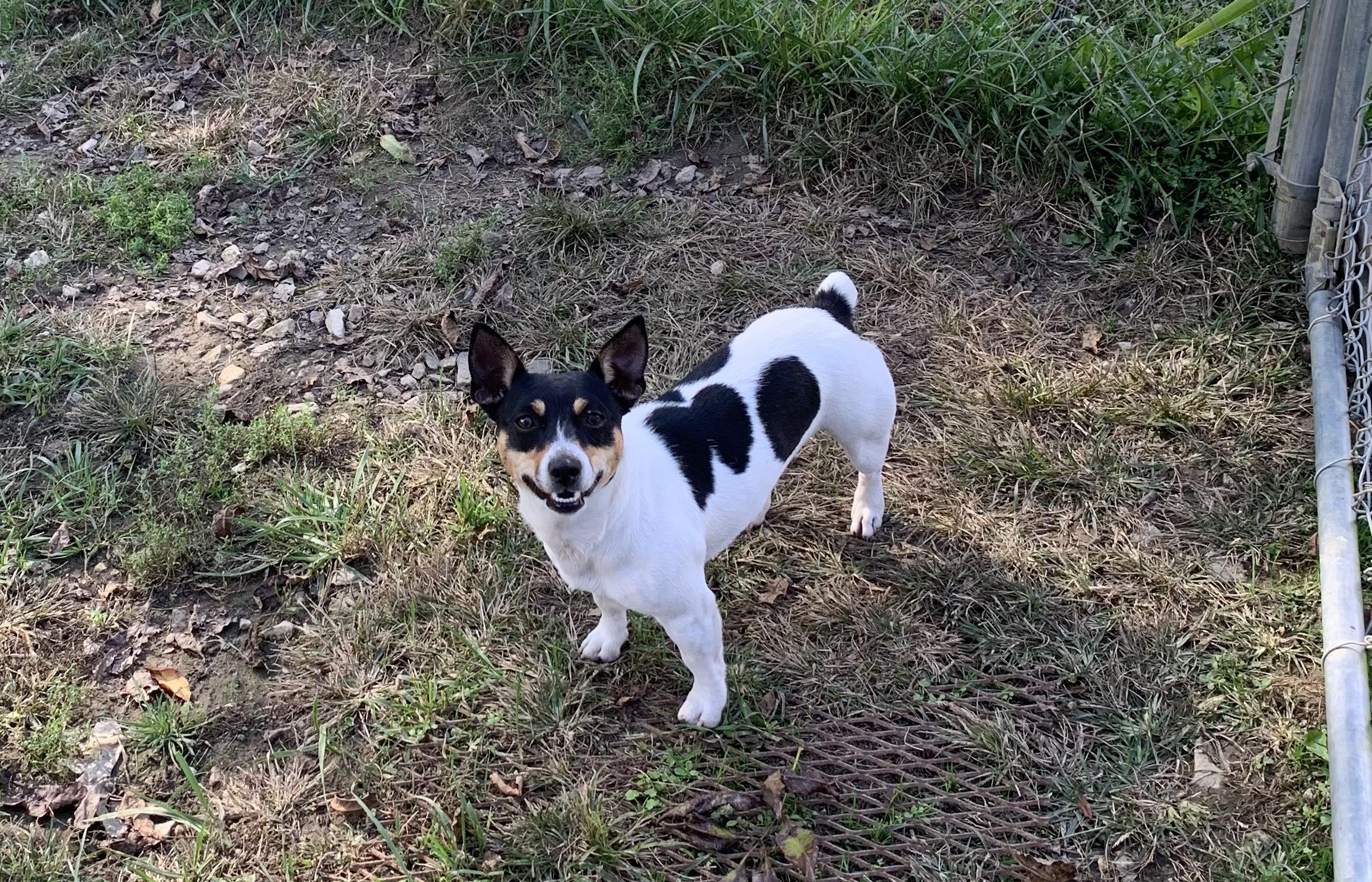 Dream Tree Kennel in Kentucky Teddy Roosevelt Terrier puppies Good Dog