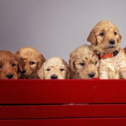 Goldendoodles from Seattle Sweet Goldendoodles