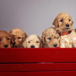 Goldendoodles from Seattle Sweet Goldendoodles