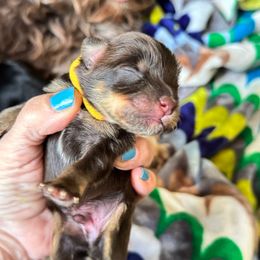 Chewbacca Liver Tan red 2500 - Liver male Miniature Schnauzer puppy in Temple, Texas from Schnauzers Of Taylor