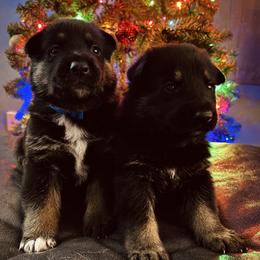 German Shepherd puppies from Peachy Puppies