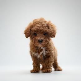 Courage (The Brave Lion-inspired boy) - Red  male Goldendoodle puppy in Bells, Texas from Partridge Doodles and Poodles