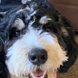 Oaklee - Bernedoodle