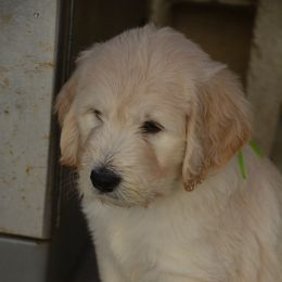 Goldendoodle Puppies from Jasperdoodle.com