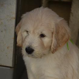 Goldendoodle Puppies from Jasperdoodle.com