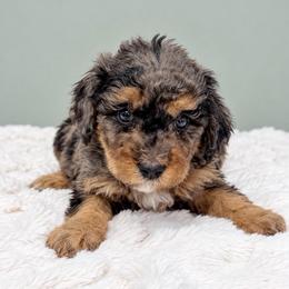 Boy 3 - Merle male Goldendoodle puppy in Springfield, Ohio from Dawson & Daryn's Royal Companions