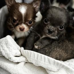 Chihuahua Puppies from Cloud9 Chihuahuas