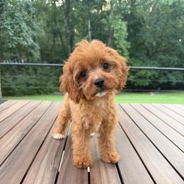 Oscar - Red male Cavapoo puppy in Midland, North Carolina from Rocky River Cavapoos
