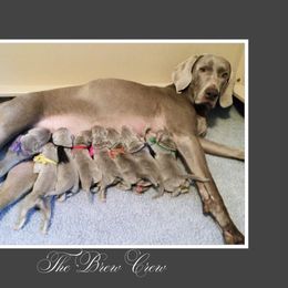 Weimaraner Puppies from Zauberhaft Weimaraners