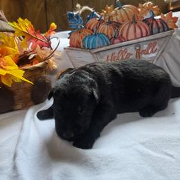 Red Collar Male - Black male German Shepherd puppy in Cadet, Missouri from Working Valley Shepherds