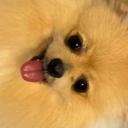 Pomeranians from Pomeranian experts