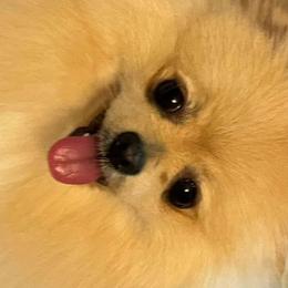Pomeranians from Pomeranian experts