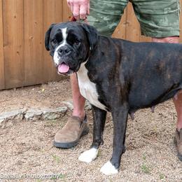 Talya - Boxer