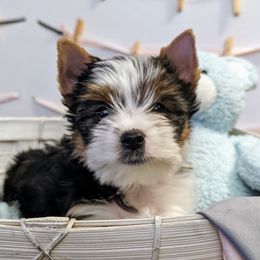 Biewer Terriers and Cavalier King Charles Spaniels from Melt My Heart Cavaliers and Behold! Biewers Terriers