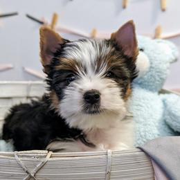 Biewer Terriers and Cavalier King Charles Spaniels from Melt My Heart Cavaliers and Behold! Biewers Terriers