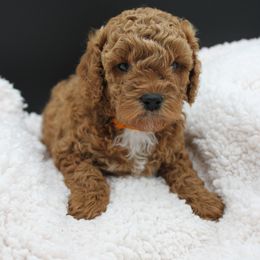 Poodle Puppies from Klaus Poodles