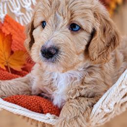 Mason - Apricot male Aussiedoodle puppy in Byron, Georgia from Southern Olive Doodles 🫒