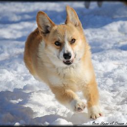Baker - Pembroke Welsh Corgi