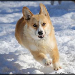 Baker - Pembroke Welsh Corgi