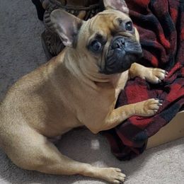 French Bulldogs from Capo