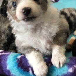 Miniature Australian Shepherd, Shih Tzu, and Toy Australian Shepherd Puppies from River Springs Aussies