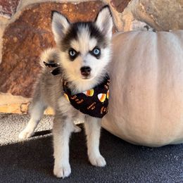 Prue - Wolf sable female Pomsky puppy in Venus, Pennsylvania from Hemlock Pines Pomsky