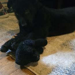 Artemis - Black male German Shepherd puppy in West Plains, Missouri from Von Forester German Shepherds