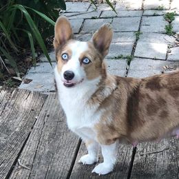 Honey - American Corgi