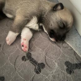 Wedge - Agouti and white male Siberian Husky puppy in Bangs, Texas from Final Siberians