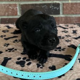 Lotus - Black brindle female Dutch Shepherd puppy in Fayetteville, North Carolina from Iron Sight K9s