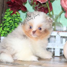 AKC Jack-Jack Blue eyes - Chocolate merle male Pomeranian puppy in Sacramento, California from My Precious Poms