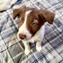 Toby - White and red male Border Collie puppy in Rickman, Tennessee from Roaring River Border Collies