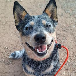 Ellie (AKC) Spayed - Blue female Australian Cattle Dog puppy in Marana, Arizona from Impact 3rd Australian Cattle Dogs