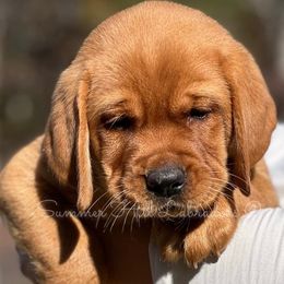 Boy 2 - Labrador Retriever puppy from Summer Hill Labrador