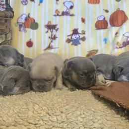 French Bulldogs from Shoal Creek Valley Frenchies