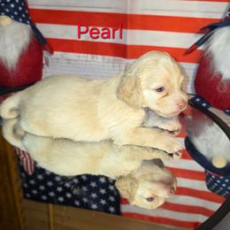 Pearl - Cream female Cockapoo puppy in Holden, Missouri from Rouffman Doodles