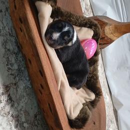 Bunny - Black tri-color female Australian Shepherd puppy in Elkhart, Texas from Donaldson Dogz