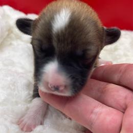 Red boy - Red male Pembroke Welsh Corgi puppy in Adairsville, Georgia from R&R Corgis