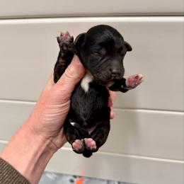 Girl 1 - Black phantom female Aussiedoodle puppy in Heber City, Utah from Junipersdoodles