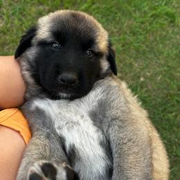 Elena - Fawn female Anatolian Shepherd Dog puppy in Avon Park, Florida from Sandy Pines Homestead
