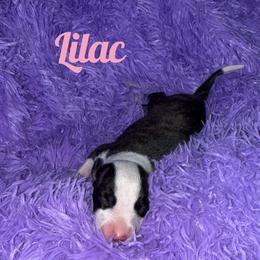 Girl 6 - Black brindle female Whippet puppy in Brooksville, Florida from Phasion Whippets Kimberly & Paul Norton Sr.