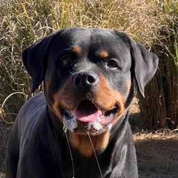 Ada - Rottweiler